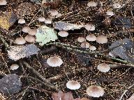 Mycena zephirus 