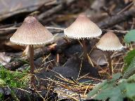 Mycena zephirus