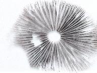 Psathyrella fibrillosa 