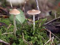 Psathyrella obtusata