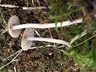 Psathyrella obtusata