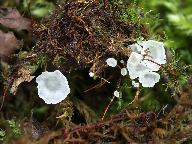 Rimbachia neckerae 