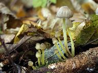 Mycena epipterygia
