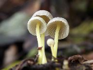 Mycena epipterygia