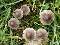 Mycena aetites 