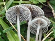 Mycena aetites