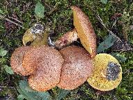 Suillus lakei