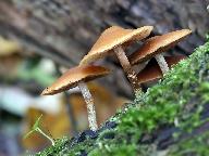 Galerina marginata