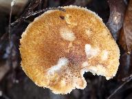 Lepiota boudieri 