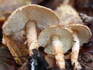 Lepiota boudieri 