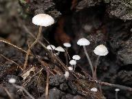 Collybia cookei 