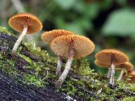 Galerina marginata