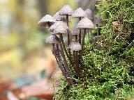 Mycena polygramma 