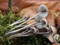 Mycena polygramma