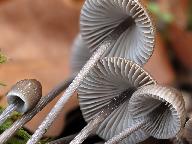 Mycena polygramma 