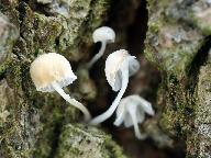 Mycena alba