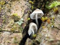 Mycena alba