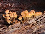 Flammulina velutipes 
