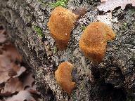 Phellinus robustus