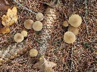 Strobilurus esculentus 