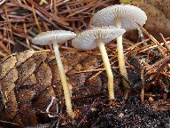 Strobilurus esculentus 