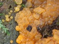 Dacrymyces stillatus 