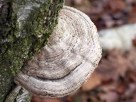 Fomes fomentarius