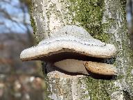 Fomes fomentarius