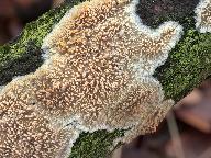 Radulomyces molaris