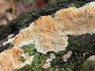 Radulomyces molaris 