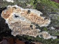 Radulomyces molaris