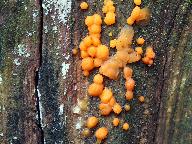 Dacrymyces stillatus 