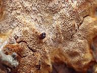 Phellinus contiguus 