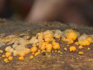 Dacrymyces stillatus 