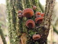 Auricularia auricula-judae