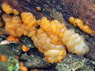 Dacrymyces stillatus 