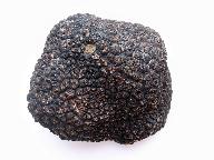 Tuber melanosporum