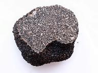 Tuber melanosporum