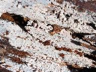 Basidiodendron eyrei 