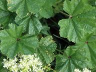 Puccinia malvacearum 