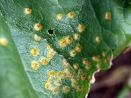 Puccinia malvacearum 