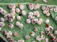 Puccinia malvacearum 
