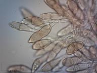 teliospory (H2O)