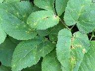 Puccinia aegopodii 