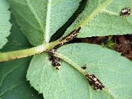 Puccinia aegopodii 