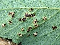 Puccinia aegopodii 