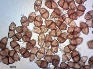Puccinia aegopodii 