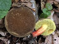 Xerocomellus chrysenteron