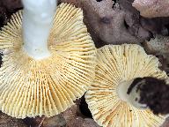 Russula odorata