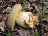 Hemileccinum impolitum 